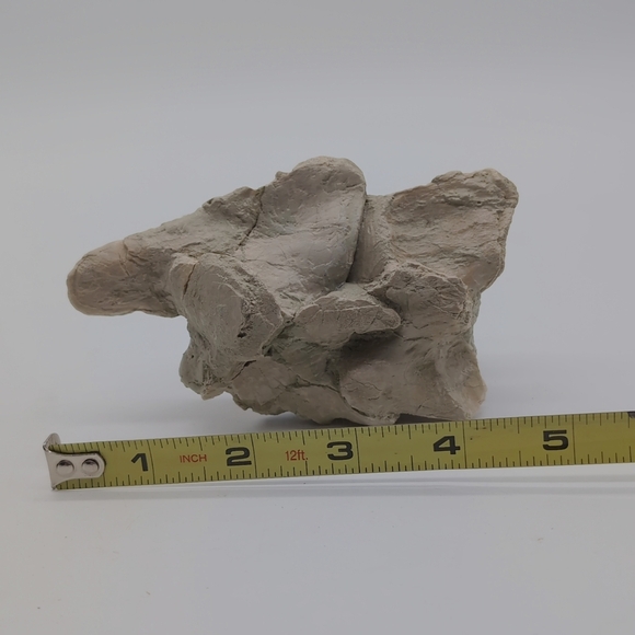 Natural Oreodont Vertebra Fossil In Stone Matrix - Picture 2 of 11